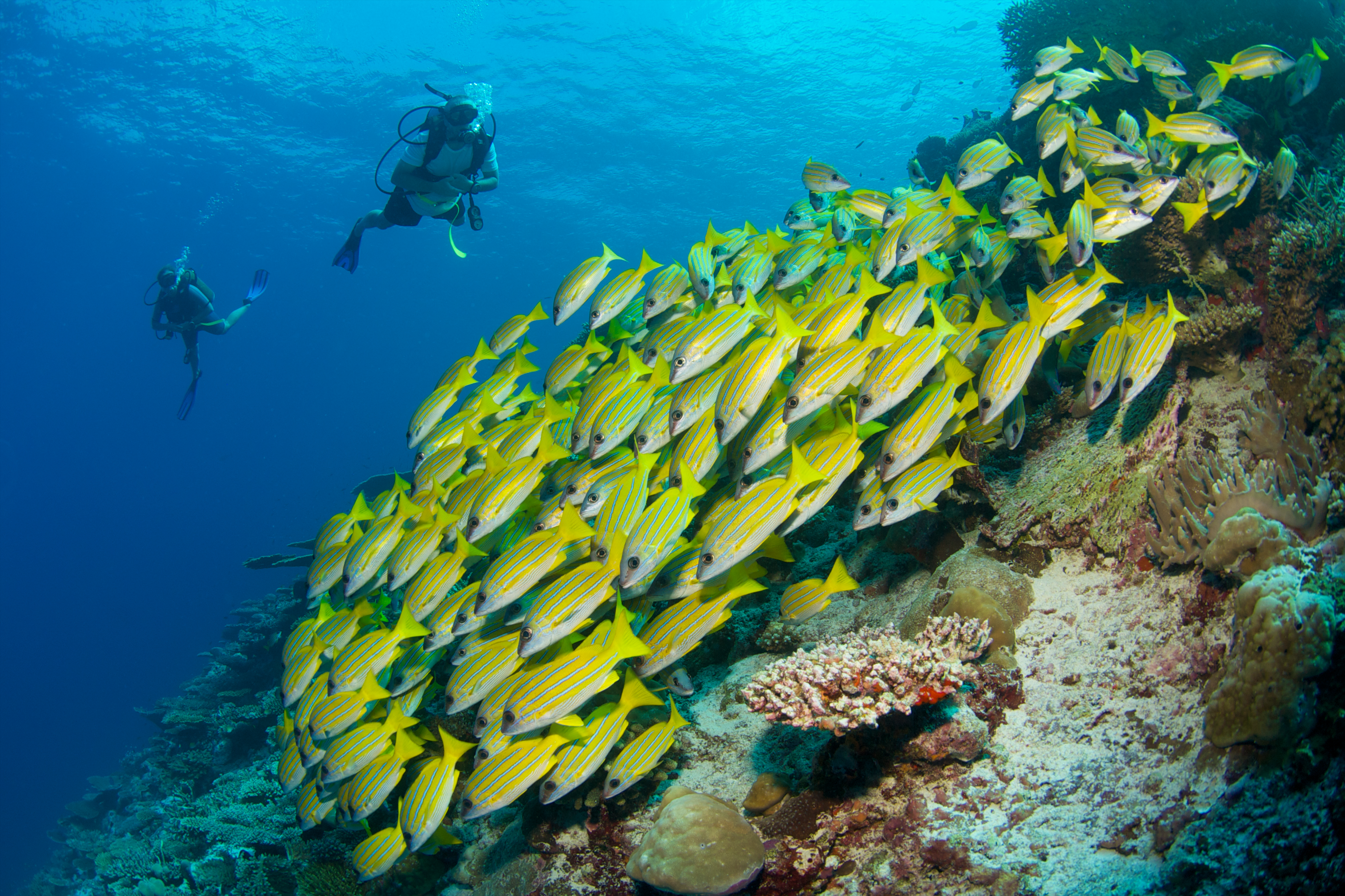 Tauchen am Hausriff von Six Senses Laamu