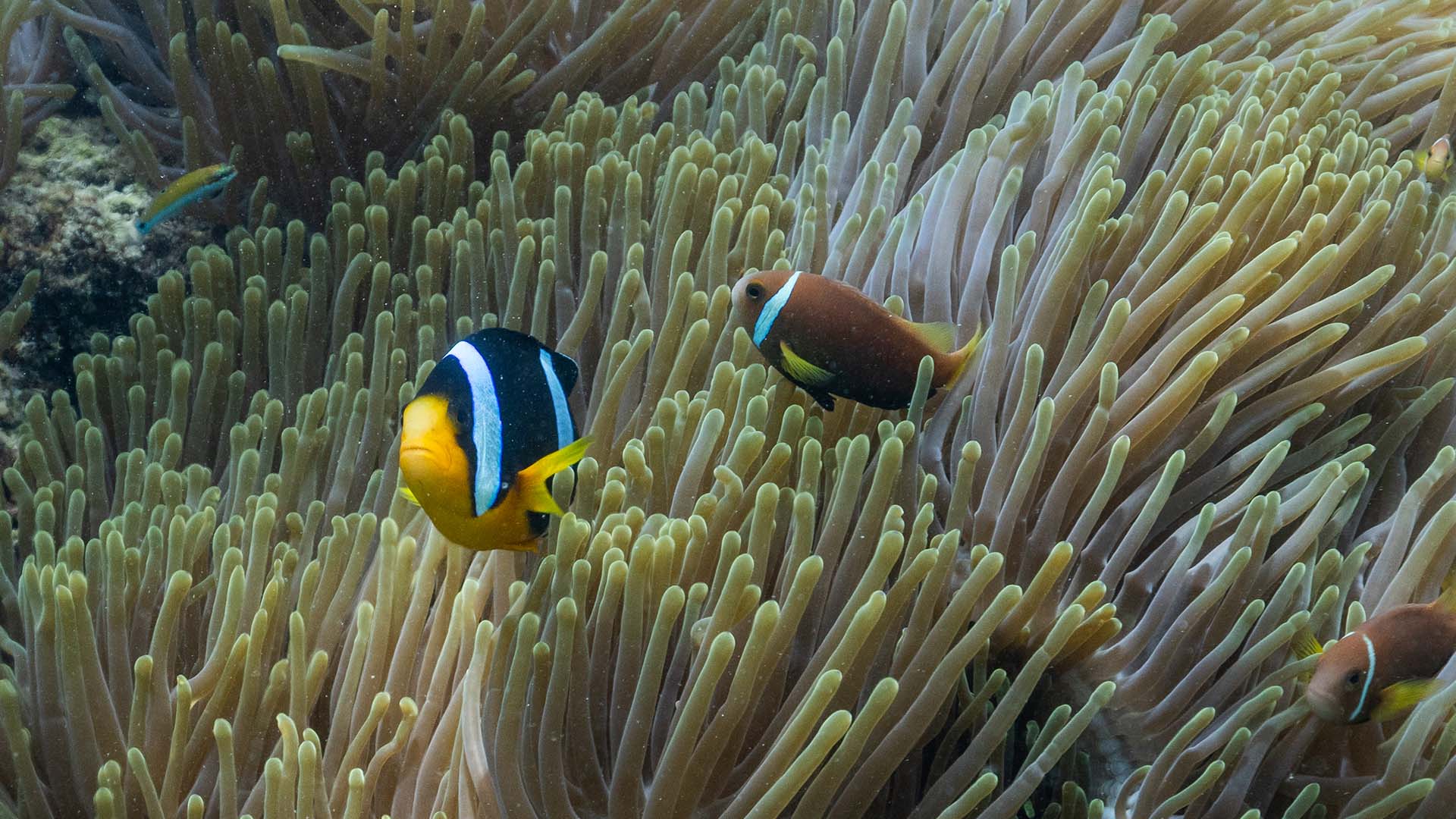 Anemonenfische in der Unterwasserwelt