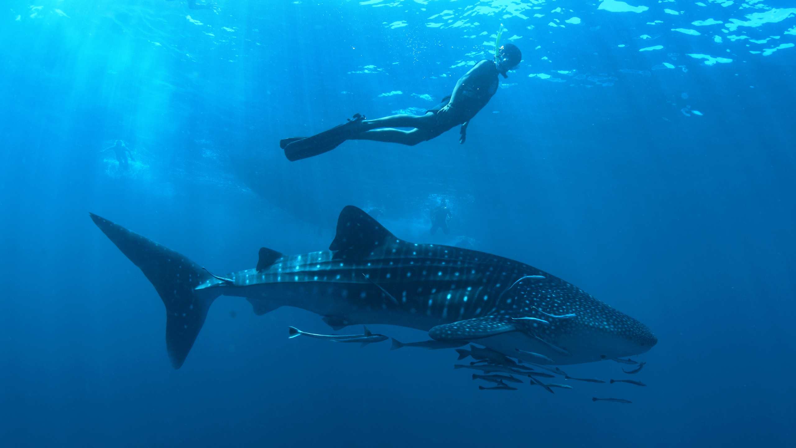 Walhaie im Süd-Ari-Atoll