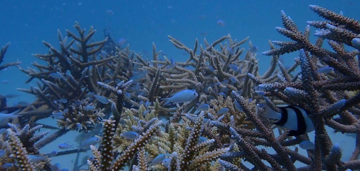 Muraka Marine Conservation