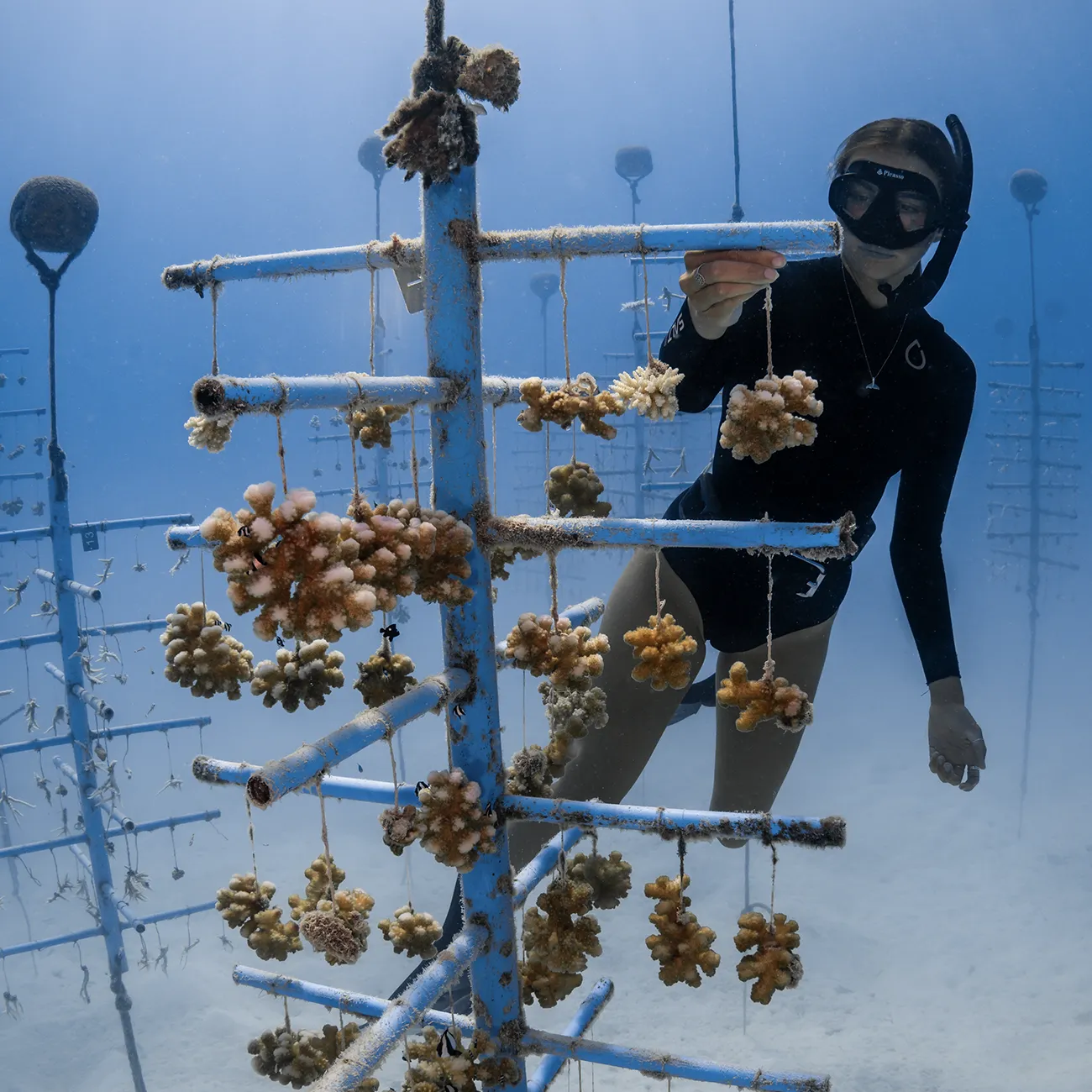 Korallenschutz im Baa Atoll