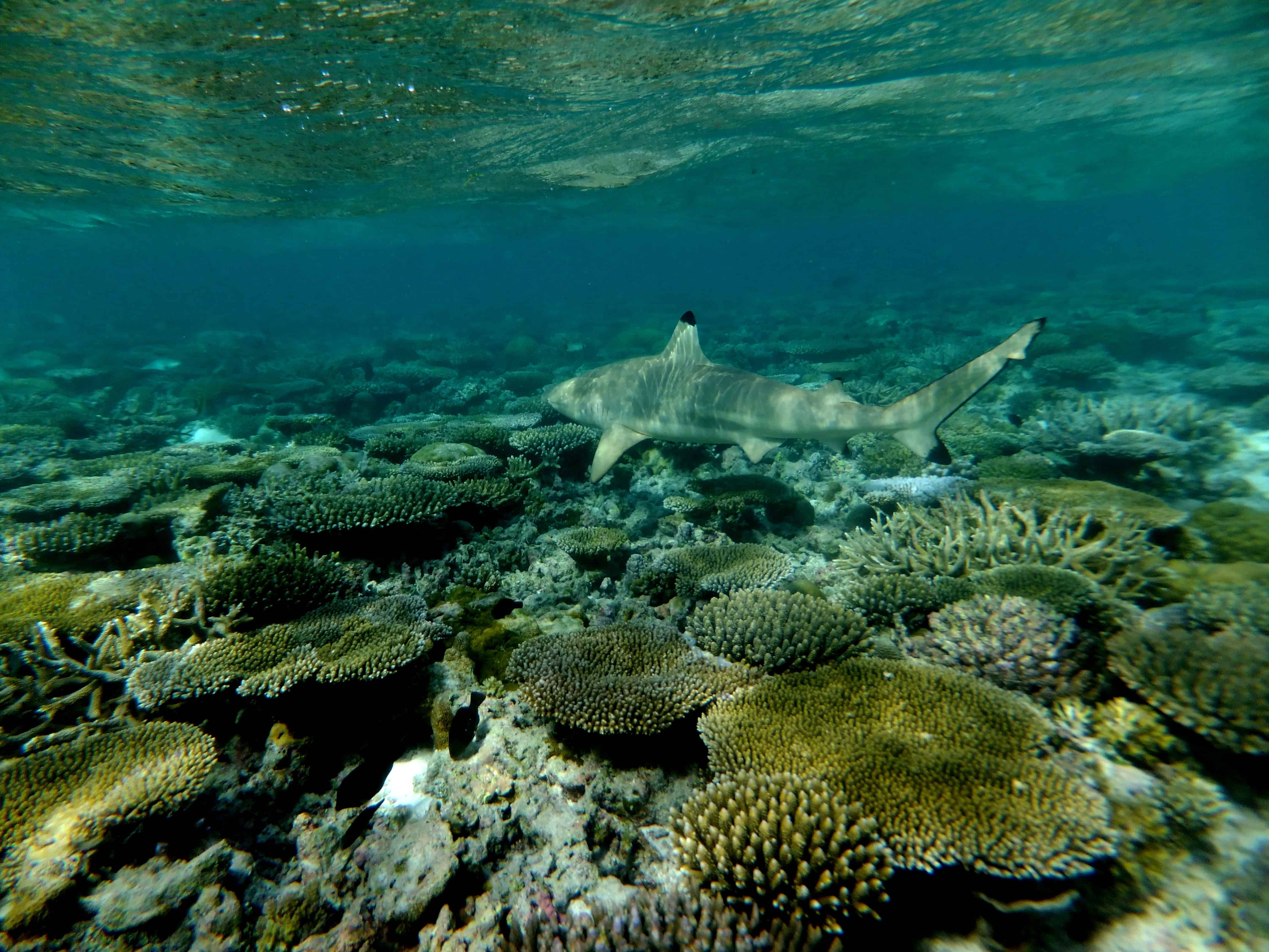 Korallenriff rund um Gili Lankanfushi