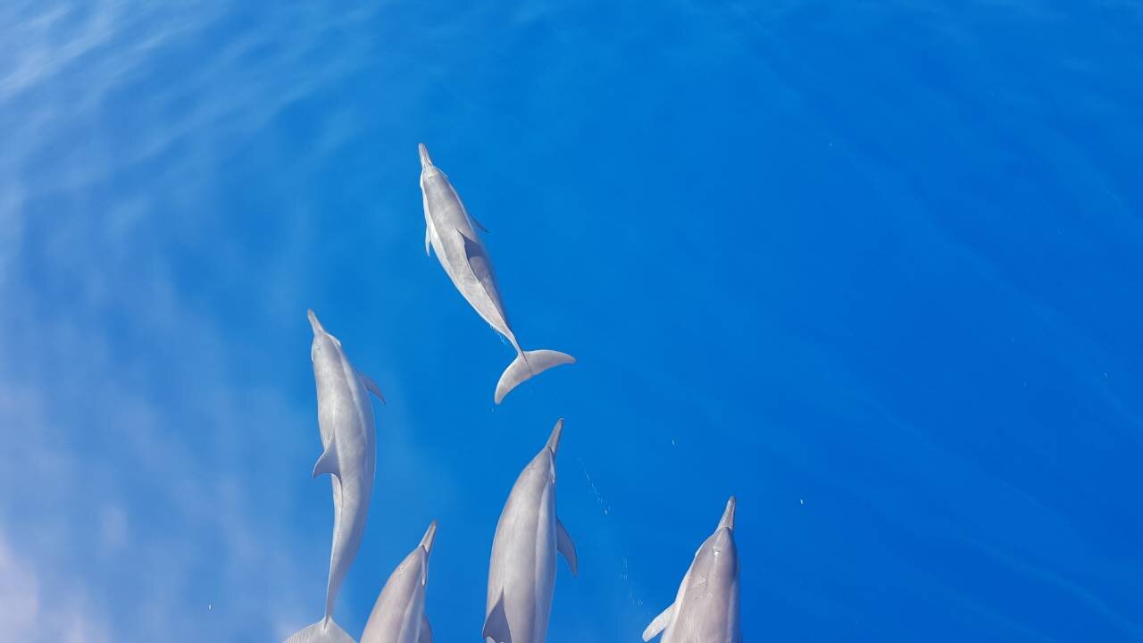 Delfine vor Ayada Maldives