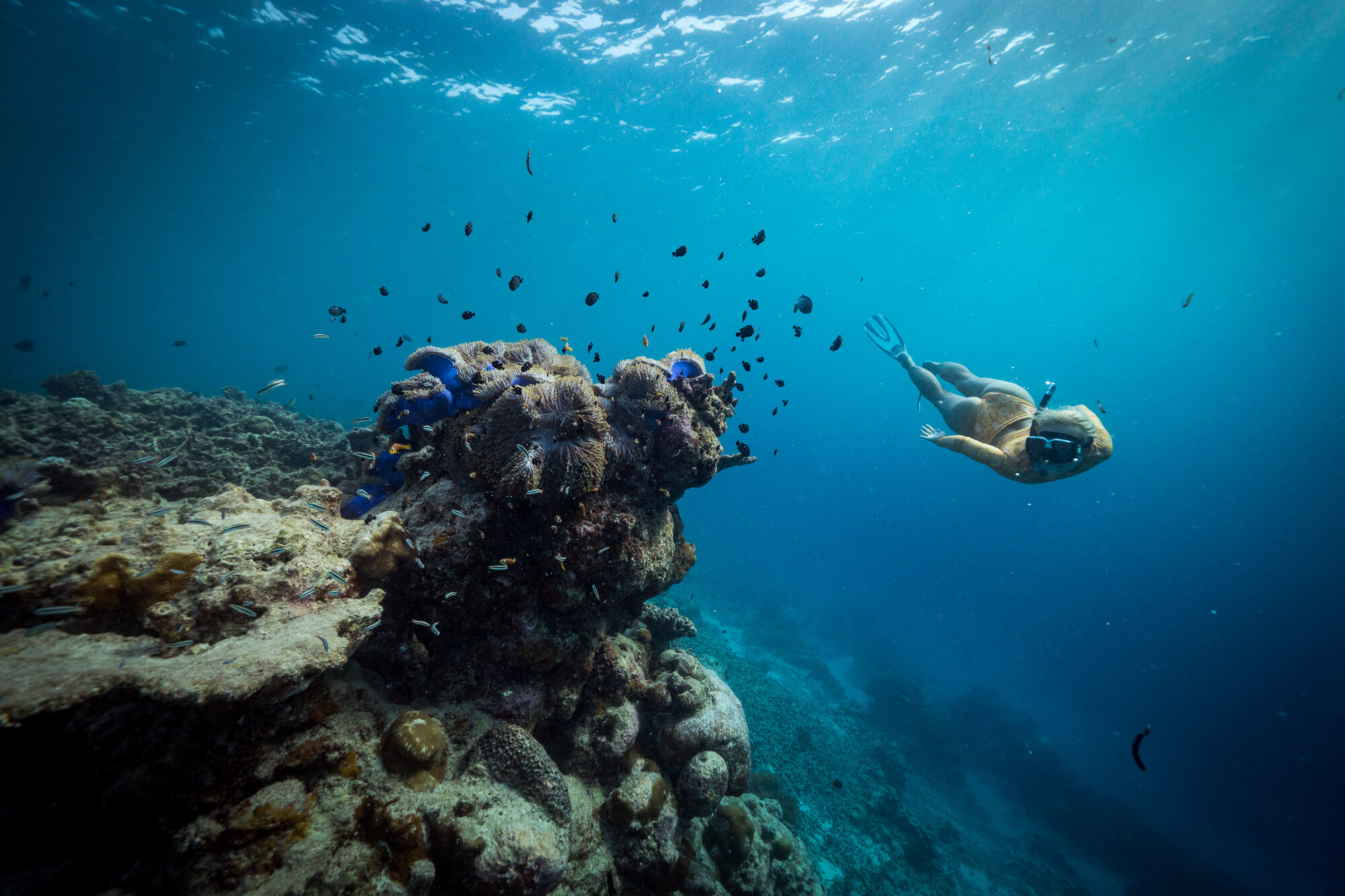 Unterwasserwelt im südlichen Atoll