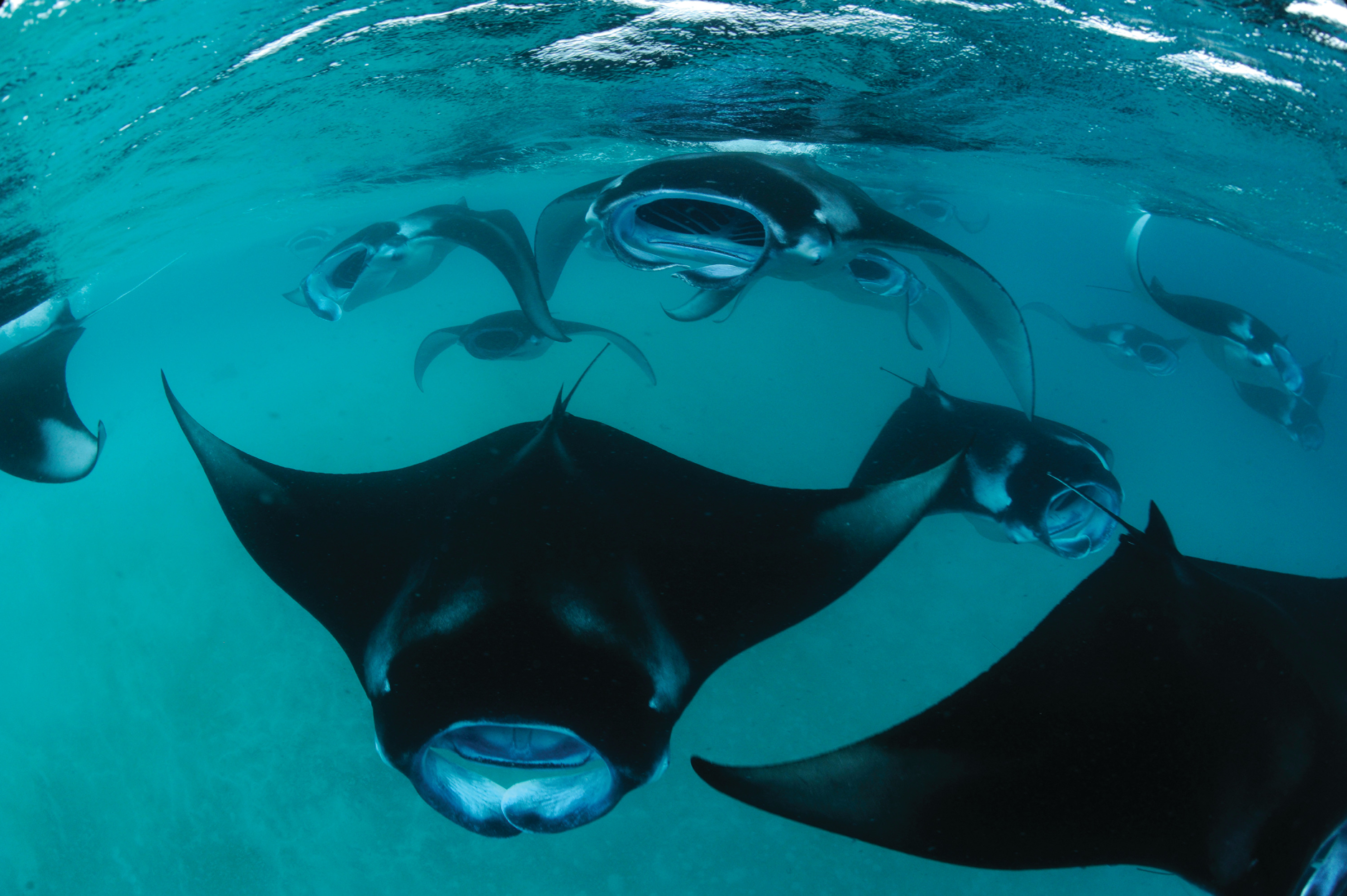 Mantarochen im Baa Atoll