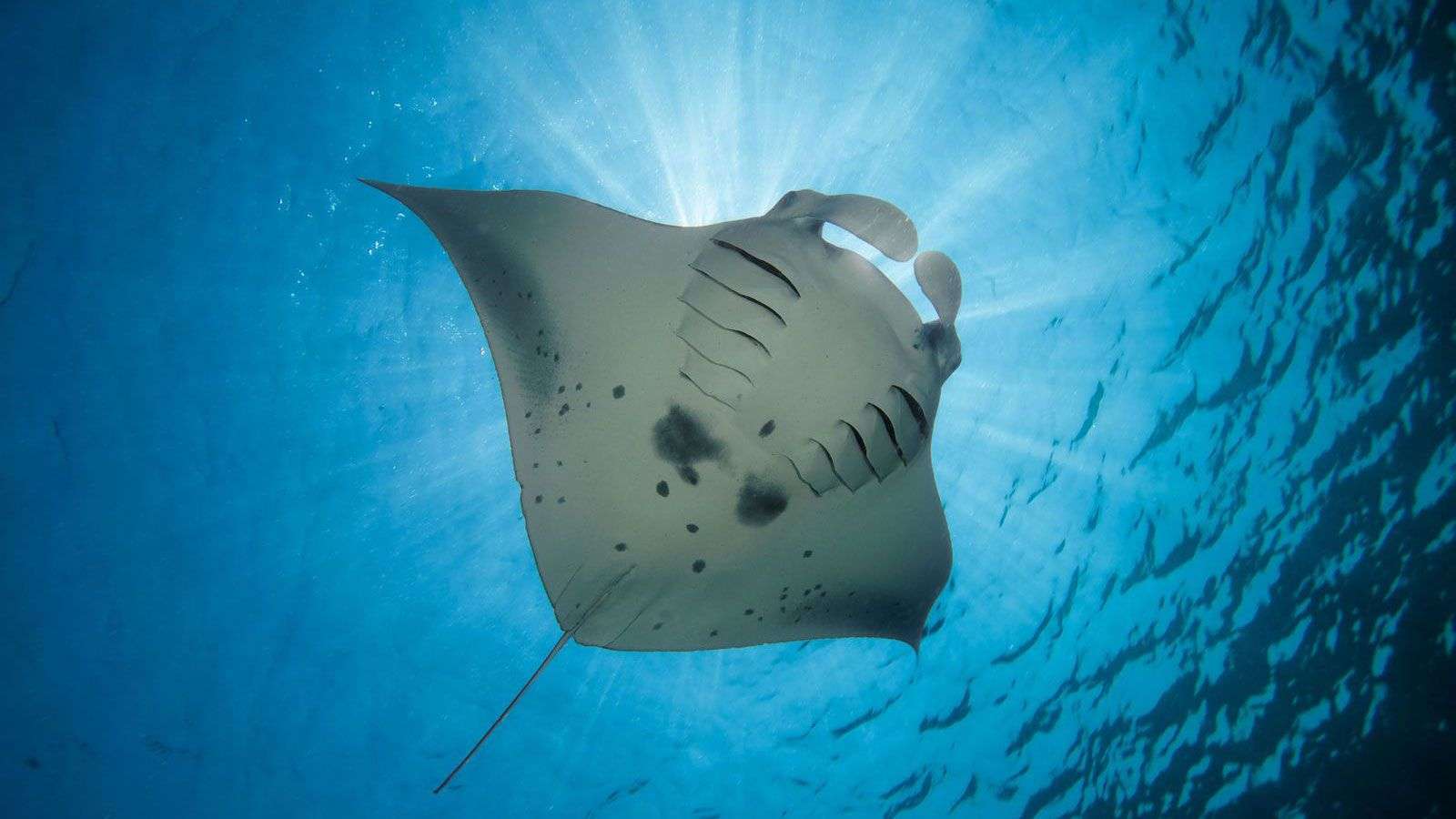 Mantarochen vor Hurawalhi