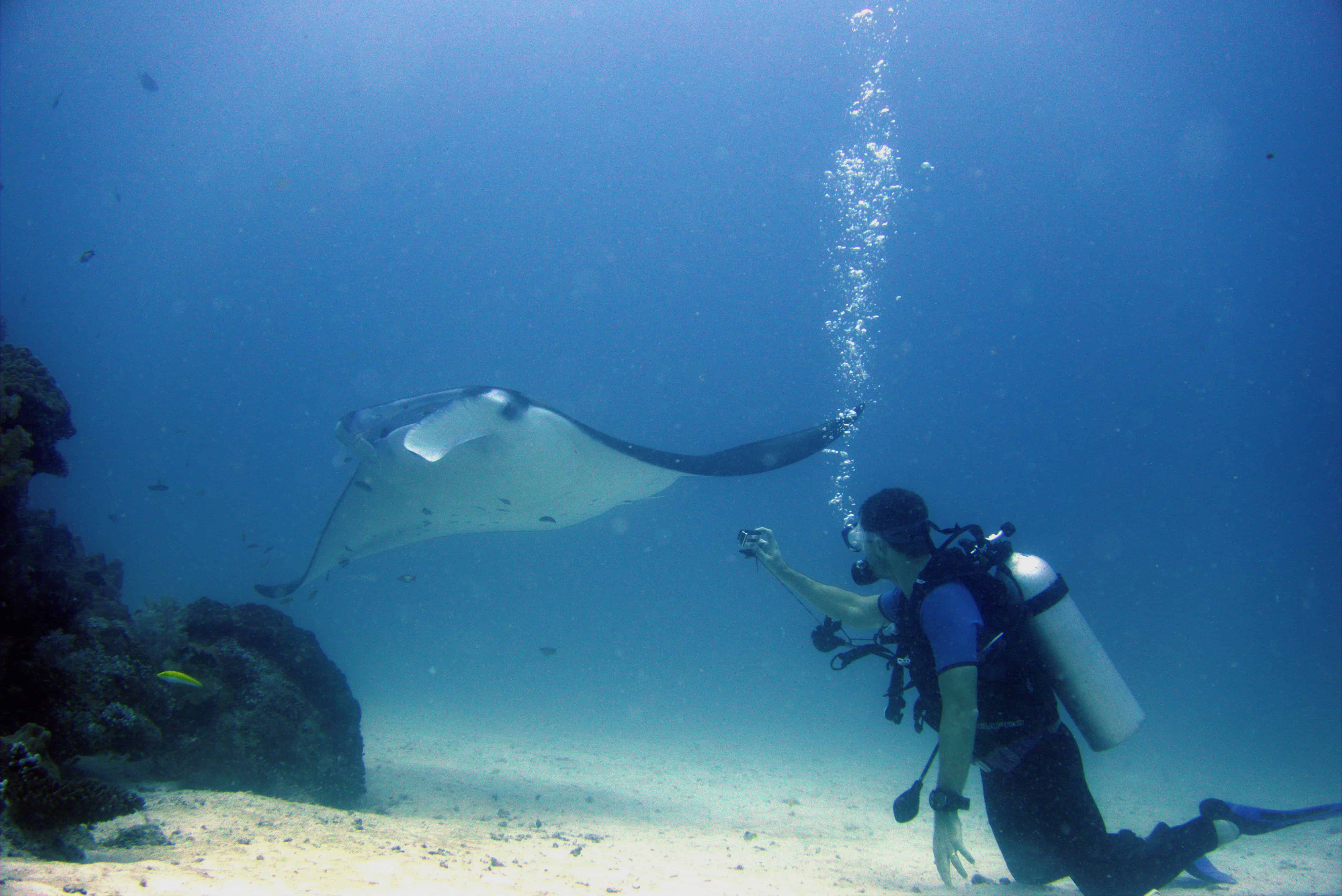 Manta-Begegnung unter Wasser