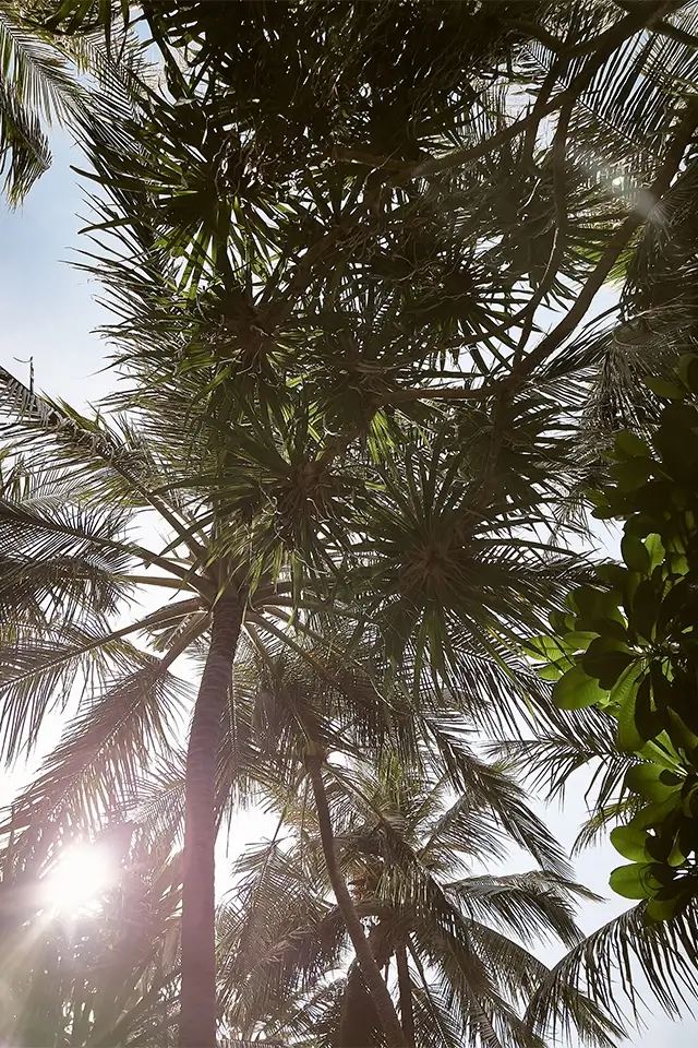 Tropische Palmen auf Finolhu Maldives