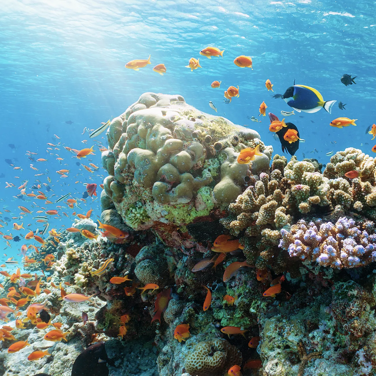 Riffwelt im Baa Atoll