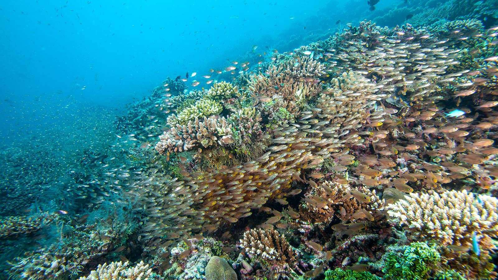 Korallenriff im Lhaviyani Atoll