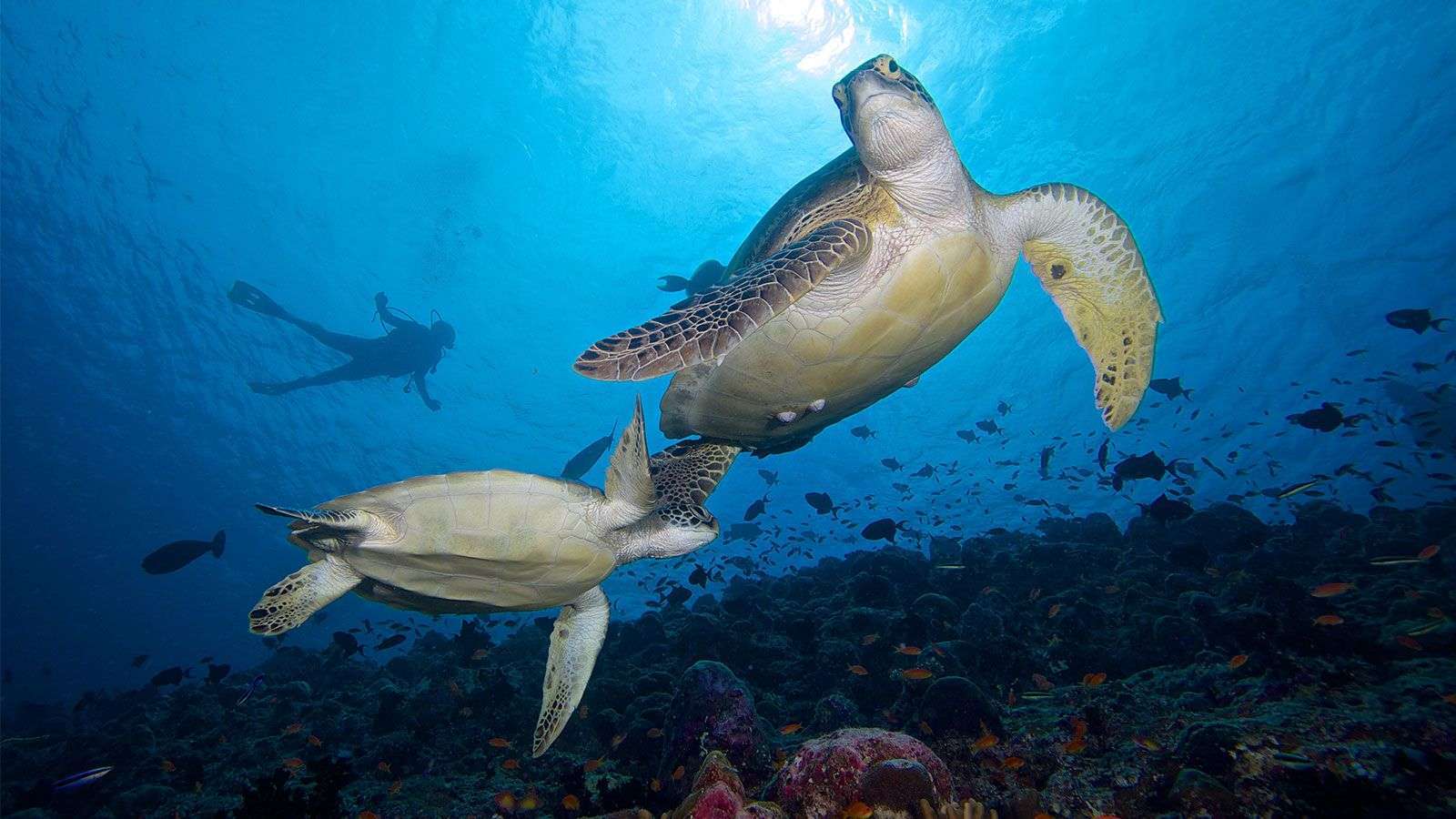 Meeresschildkröte in der Unterwasserwelt
