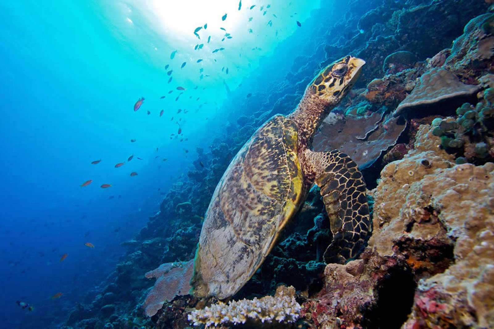 Schildkröte am Riff