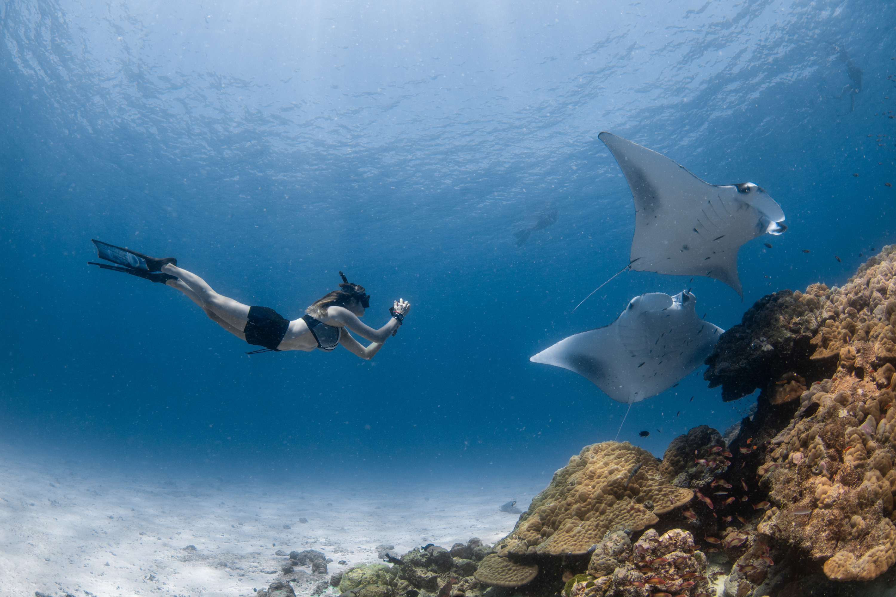 Unterwasserwelt rund um Landaa Giraavaru