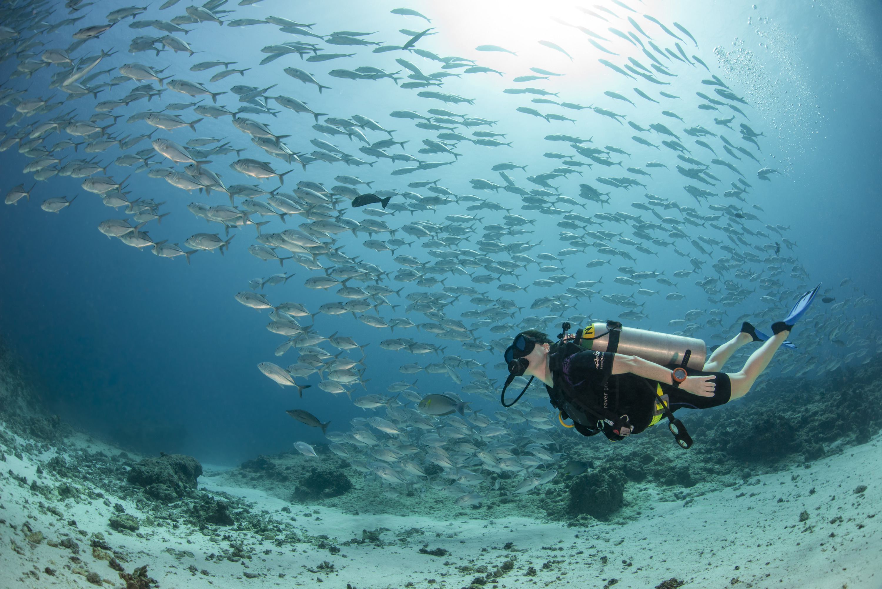 Unterwasserwelt in Palau